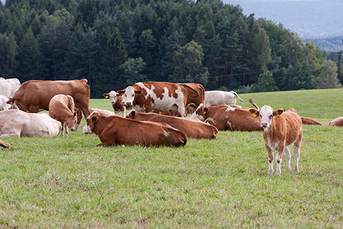 Regionale Produkte für nachhaltige Küche bevorzugen
