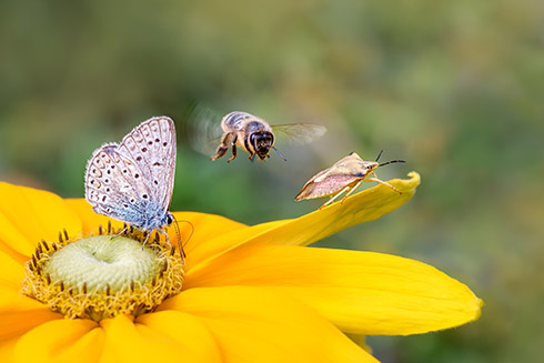 Biodiversity