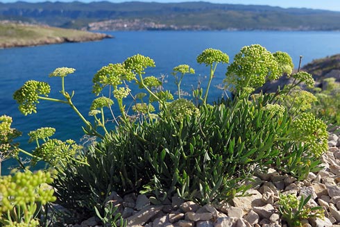 Meerfenchel