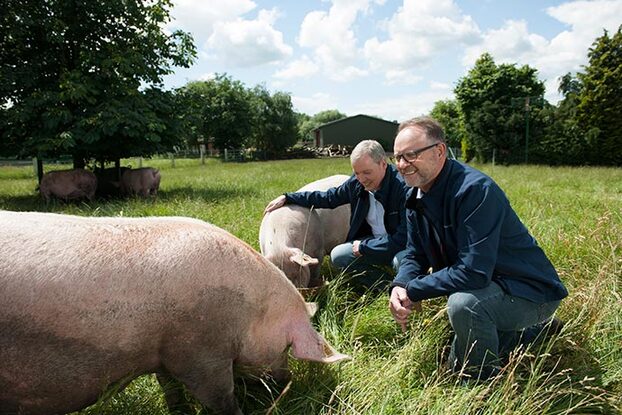 Schweine auf der Wiese aus bäuerlicher Haltung